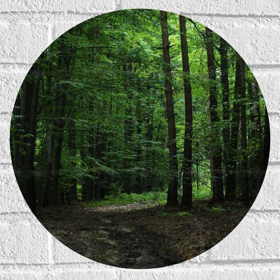 WallClassics - Muursticker Cercle - Sentier pédestre en forêt - 40x40 cm Photo sur Muursticker