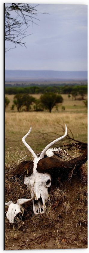 WallClassics - Dibond - Schedels op Heuvel in Landschap - 30x90 cm Foto op Aluminium (Met Ophangsysteem)