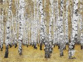 Fotobehangkoning - Behang - Vliesbehang - Fotobehang - Herfst berkenbos - Bos - 200 x 154 cm