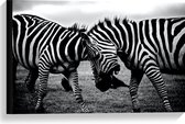 WallClassics - Canvas  - Stoeiende Zebra's Zwart-Wit - 60x40 cm Foto op Canvas Schilderij (Wanddecoratie op Canvas)