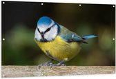 WallClassics - Tuinposter – Pimpelmees Vogel - 150x100 cm Foto op Tuinposter  (wanddecoratie voor buiten en binnen)