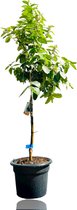 Tropictrees - Limoenboom - Citrus Latifolia - Limoen - Eetbaar - Citrusboom - Hoogte ca. 150cm