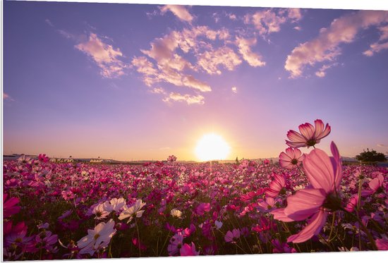 WallClassics - PVC Schuimplaat - Veld Roze Bloemen met Paarse Lucht - 120x80 cm Foto op PVC Schuimplaat (Met Ophangsysteem)