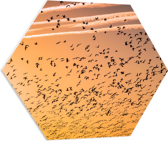 WallClassics - PVC Schuimplaat Hexagon  - Heel veel Vogels in de Lucht met Zonsondergang - 70x60.9 cm Foto op Hexagon (Met Ophangsysteem)
