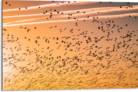 WallClassics - Dibond - Heel veel Vogels in de Lucht met Zonsondergang - 75x50 cm Foto op Aluminium (Met Ophangsysteem)