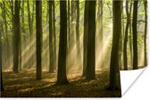 Licht van de herfstzon schijnt op oude bomen Poster 120x80 cm - Foto print op Poster (wanddecoratie woonkamer / slaapkamer) / Zon Poster