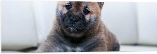 WallClassics - Acrylglas - Bruine Shiba Pup - 120x40 cm Foto op Acrylglas (Wanddecoratie op Acrylaat)