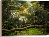 WallClassics - Bois - Troncs, Branches et Feuilles en Forêt - 80x60 cm - 12 mm d'épaisseur - Photo sur Bois (Avec Système d'accrochage)