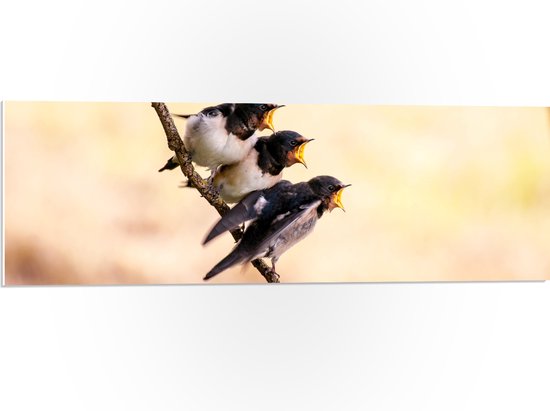 WallClassics - PVC Schuimplaat - Drie Hongerige Vogeltjes - 90x30 cm Foto op PVC Schuimplaat (Met Ophangsysteem)