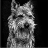 WallClassics - Poster Glossy – Old Wise Dog - 50x50 cm Photo sur Papier Poster avec Finition Brillante