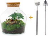 Terrarium - Little Joe - ↑ 21,5 cm - Ecosysteem plant - Kamerplanten - DIY planten terrarium - Mini ecosysteem - Inclusief Hark + Schep