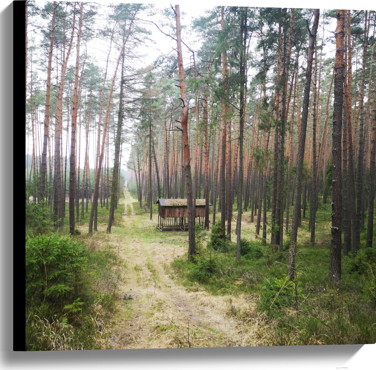 Tulup Tableau Sur Toile Image Imprimé 60x120 - Soleil dans la forêt