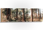 WallClassics - Hout - Oude Bomen in het Bos - 90x30 cm - 12 mm dik - Foto op Hout (Met Ophangsysteem)