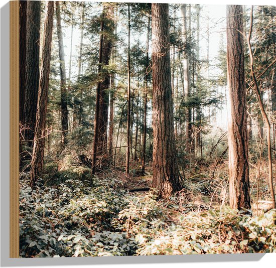 WallClassics - Hout - Oude Bomen in het Bos - 50x50 cm - 12 mm dik - Foto op Hout (Met Ophangsysteem)