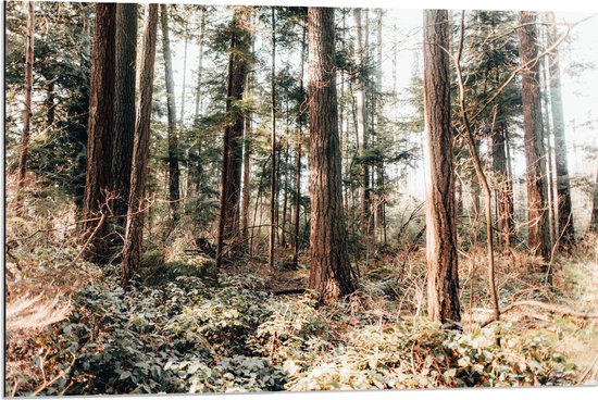 WallClassics - Dibond - Oude Bomen in het Bos - 90x60 cm Foto op Aluminium (Wanddecoratie van metaal)