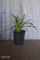 10 stuk(s) | Leliegras ‘Monroe white’ pot 20-25 cm - Bladverliezend - Bloeiende plant - Geschikt als lage haag - Weinig onderhoud