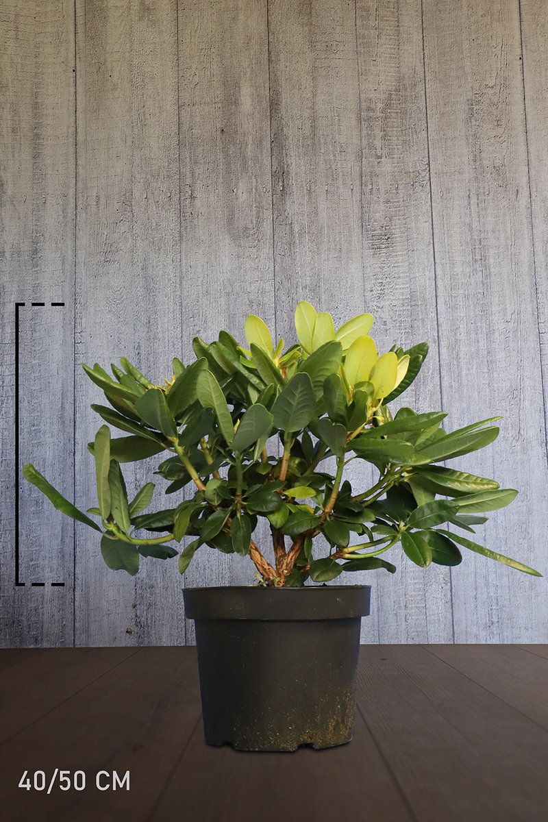 Plants Online - Haagplanten - Rhododendron 'Scintillation' - Pot 40-50 cm - set van 10 - Bloeiende plant - Groeit breed uit - Wintergroen - Zeer winterhard