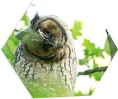 WallClassics - Panneau de mousse PVC Hexagone - Chouette folle dans un arbre - Photo 70 x 60,9 cm sur hexagone (avec système de suspension)