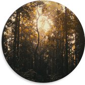 WallClassics - Dibond Muurcirkel - Schemer in het Bos - 30x30 cm Foto op Aluminium Muurcirkel (met ophangsysteem)