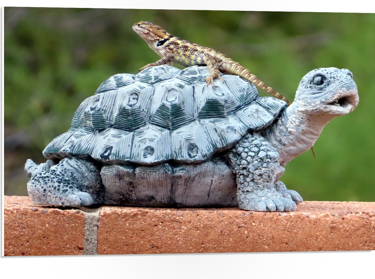 Plaque "Attention à La Tortue" | Résine | 13x8,5cm | Pour Jardin Et Extérieur | Fixation Incluse