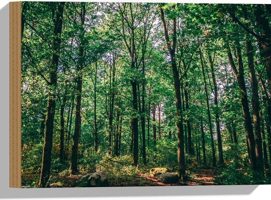 WallClassics - Hout - Groene Bladeren aan Hoge Bomen - 40x30 cm - 12 mm dik - Foto op Hout (Met Ophangsysteem)