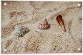 WallClassics - Tuinposter – Drie Schelpjes in Zand - 60x40 cm Foto op Tuinposter  (wanddecoratie voor buiten en binnen)