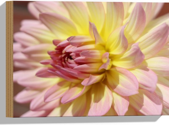 WallClassics - Hout - Dahlia Bloem met Roze Details - 40x30 cm - 12 mm dik - Foto op Hout (Met Ophangsysteem)