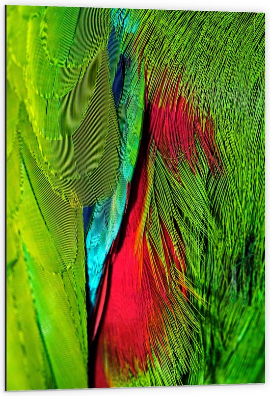 WallClassics - Dibond - Groen met Rode Veren van een Vogel - 60x90 cm Foto op Aluminium (Wanddecoratie van metaal)
