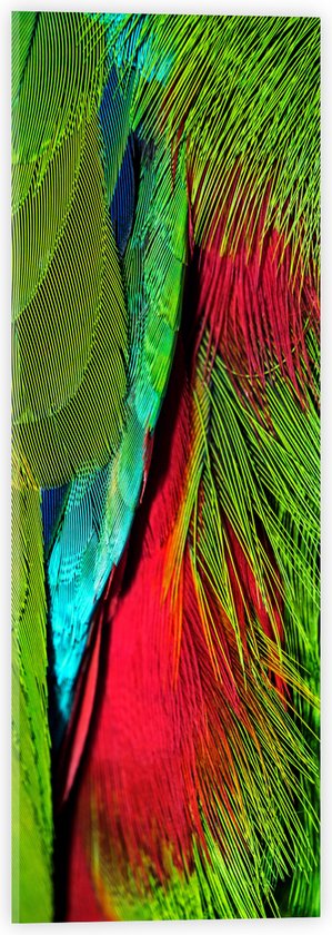 WallClassics - Acrylglas - Groen met Rode Veren van een Vogel - 20x60 cm Foto op Acrylglas (Wanddecoratie op Acrylaat)