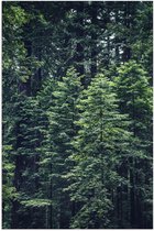 WallClassics - Poster (Mat) - Dunne Bomen - 40x60 cm Foto op Posterpapier met een Matte look