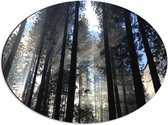 WallClassics - Dibond Ovaal - Donkere Bomen met Zon - 56x42 cm Foto op Ovaal (Met Ophangsysteem)