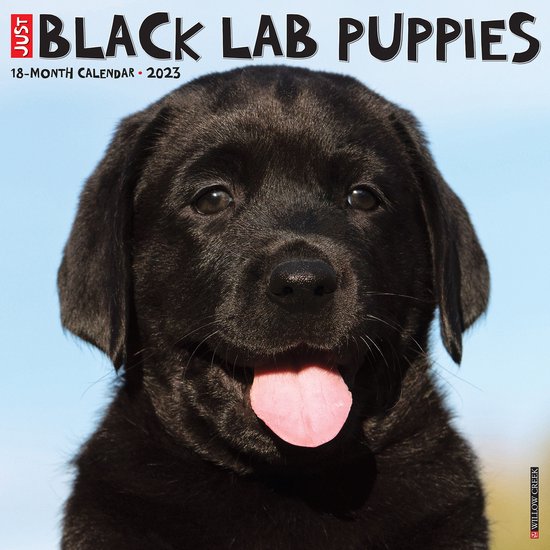 Labrador Retriever Zwart Puppies Kalender 2023 bol