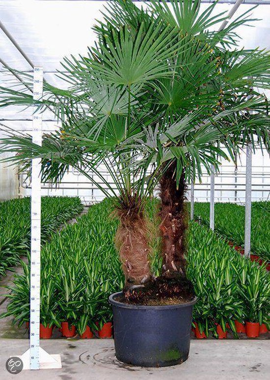 Riskant rol affix Palmbomen Tuin- en balkonplant Trachycarpus Fortunei - Doorsnede pot 80cm -  Hoogte... | bol.com