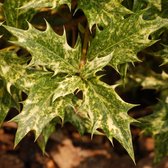 Osmanthus Heterophyllus 'Goshiki' ('Tricolor') - Schijnhulst - 20-25 cm pot: Bontbladige struik met groen, geel en roze bladeren.