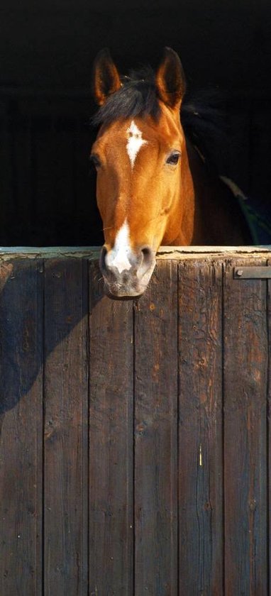 Fotobehang Paard staldeur - Deurposter - 210 x 95 cm - Multi