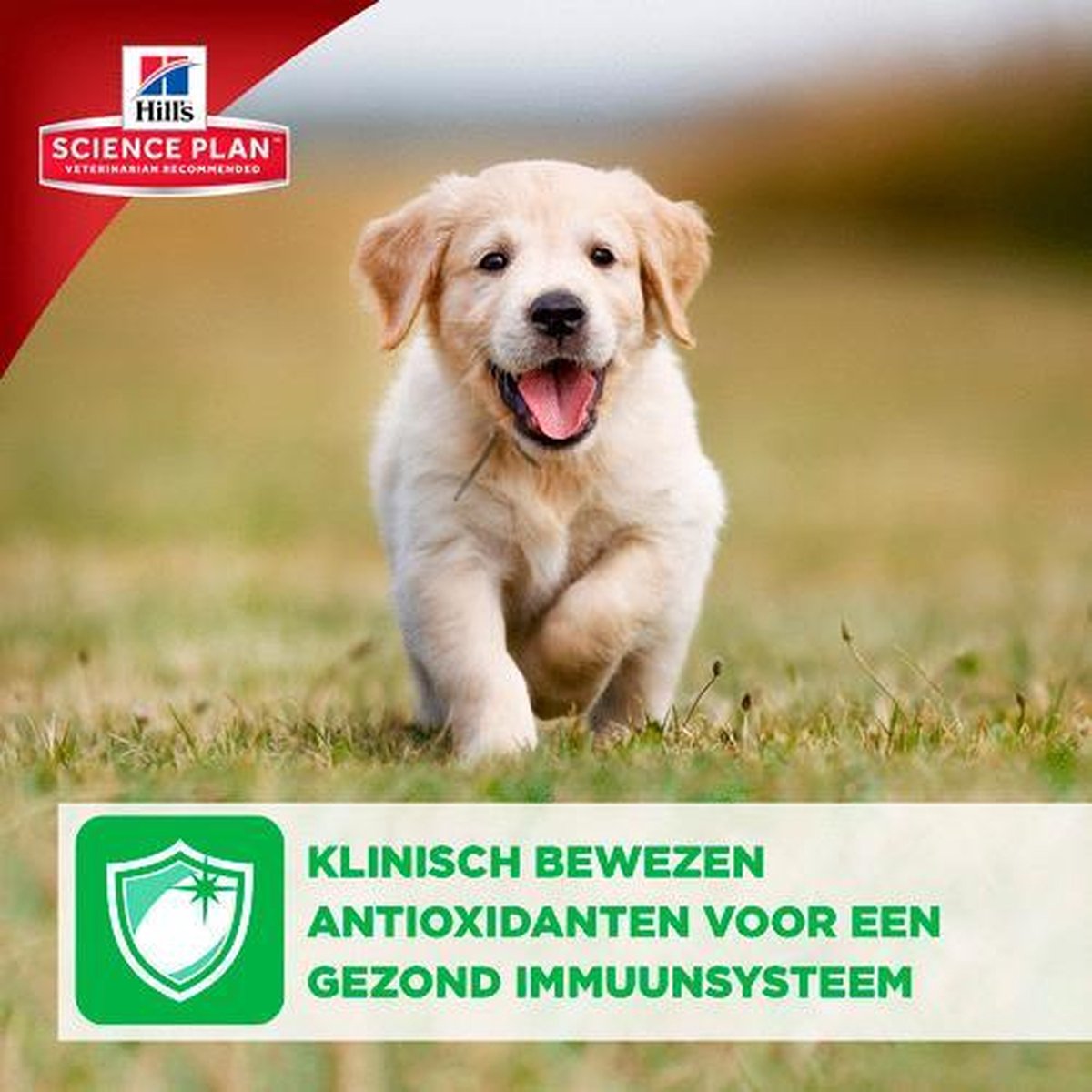 Hill's Puppy Large Breed - 2.5 KG thumbnail 6