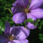 Clematis 'Mrs Cholmondeley' - Bosrank - 50-60 cm pot: Grootbloemige clematis met lichtblauwe bloemen in de late lente en vroege zomer.