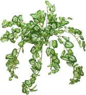 Europalms kunstplant - Nephthytis struik - 50 cm