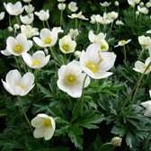 6 x Anemone sylvestris - Bosanemoon pot 9x9 cm - Witbloeiende vaste plant voor schaduwrijke plekken