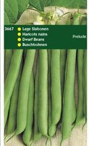 Hortitops Zaden - Stamslabonen Prelude 250 Gr.