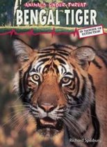 Bengal Tiger