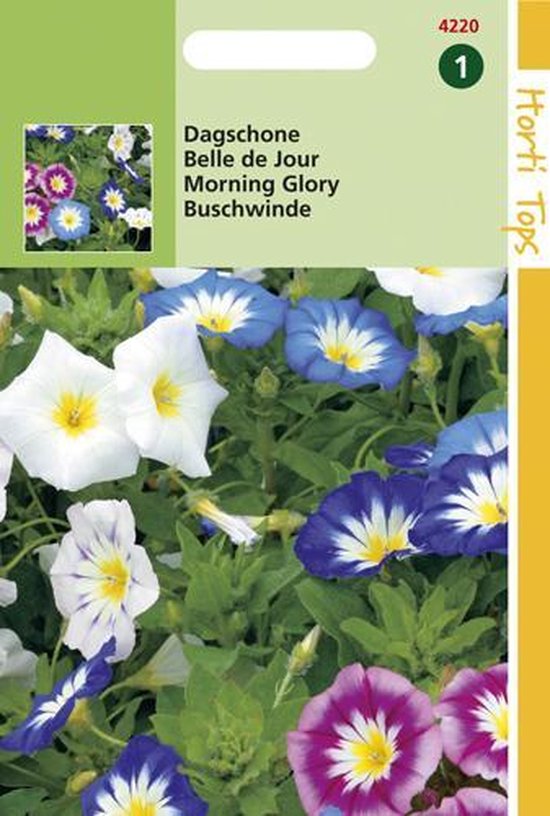 Convolvulus Tricolor Gemengd – Hortitops