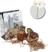 Amaryllis bloembollen wit - 2 stuks - in geschenkverpakking - bolmaat 34/36