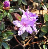 Rhododendron 'Moerheim' - Rhododendron 'Moerheim' 20-30 cm pot