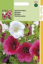 Hortitops Zaden - Malope Trifida Grandiflora Gemengd