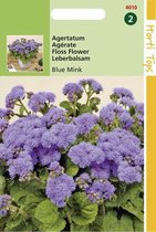Hortitops Zaden - Ageratum Houstonianum (Mexicanum) Blue Mink