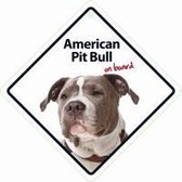 American Pit Bull On Boord