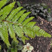 6x Polystichum polyblepharum- Niervaren pot 9x9cm - Glanzende Pracht van de Schaduw