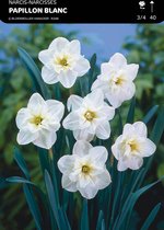 25 x Narcis Papilon Blanc