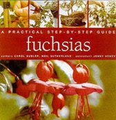 Fuchsias